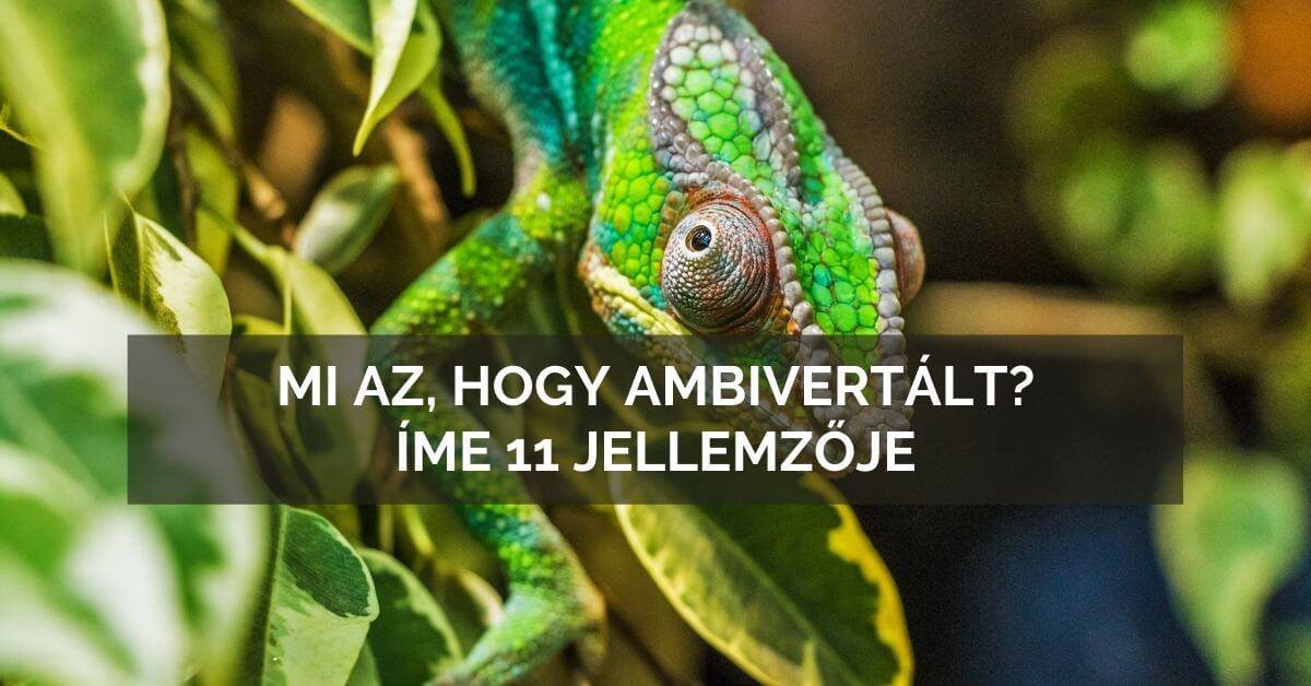 Mi az, hogy ambivertált? 11 pontos útmutató a felismeréséhez.