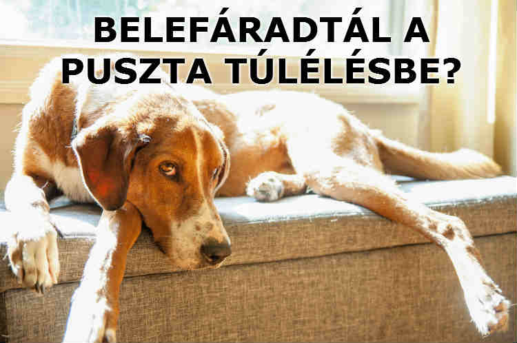 belefáradtál az életedbe