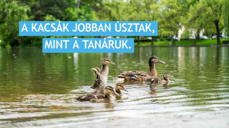 kacsák jobban úsztak mint tanáruk.