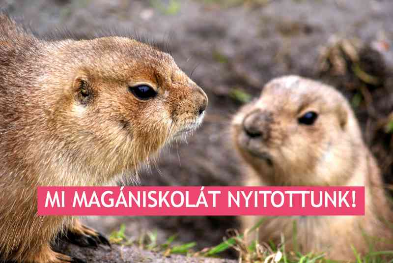 a prérikutyák magániskolát nyitottak